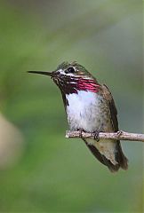 Calliope Hummingbird